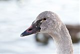 Trumpeter Swan