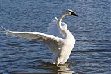 Trumpeter Swan