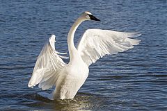 Trumpeter Swan