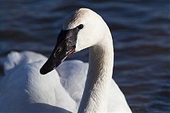 Trumpeter Swan