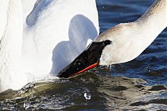 Trumpeter Swan