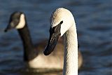 Trumpeter Swan