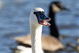 Trumpeter Swan