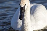 Trumpeter Swan