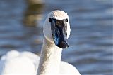 Trumpeter Swan