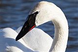 Trumpeter Swan