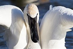 Trumpeter Swan