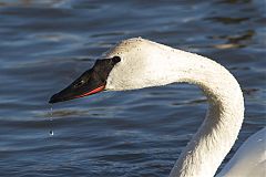 Trumpeter Swan