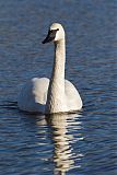 Trumpeter Swan