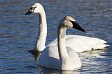 Trumpeter Swan