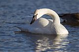 Trumpeter Swan