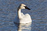 Trumpeter Swan