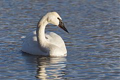 Trumpeter Swan