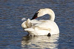 Trumpeter Swan