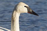 Trumpeter Swan