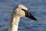 Trumpeter Swan