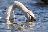 Trumpeter Swan