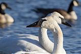 Trumpeter Swan