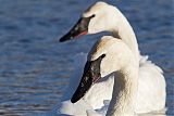 Trumpeter Swan