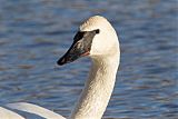 Trumpeter Swan