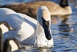 Trumpeter Swan