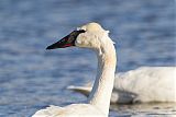 Trumpeter Swan