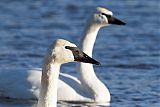 Trumpeter Swan