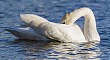 Trumpeter Swan