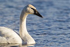 Trumpeter Swan