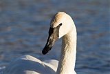 Trumpeter Swan