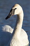 Trumpeter Swan