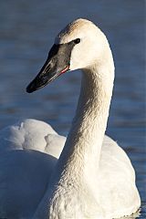 Trumpeter Swan