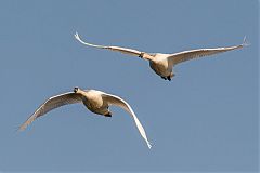 Trumpeter Swan