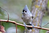 Tufted Titmouse