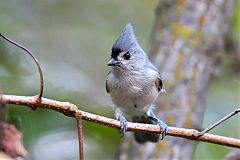 Tufted Titmouse