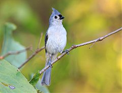 Tufted Titmouse