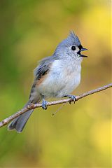 Tufted Titmouse