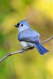 Tufted Titmouse