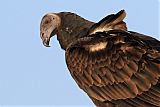 Turkey Vulture