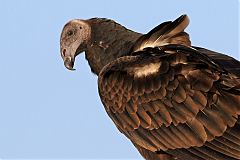 Turkey Vulture