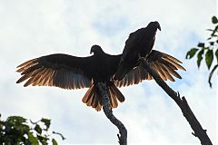 Turkey Vulture