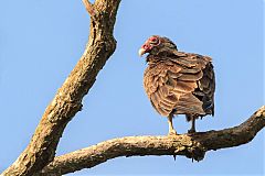 Turkey Vulture