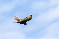 Turkey Vulture