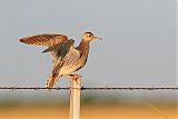 Upland Sandpiper