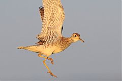 Upland Sandpiper