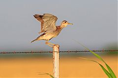 Upland Sandpiper