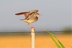 Upland Sandpiper