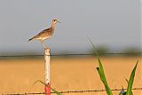 Upland Sandpiper