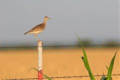 Upland Sandpiper