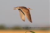 Upland Sandpiper